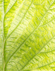 Naklejka na ściany i meble green leaf as background. macro