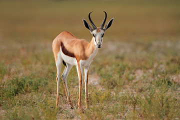 Naklejka na ściany i meble Springbok antelope