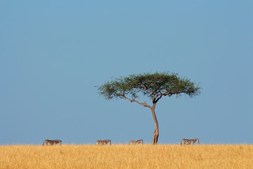 Zebras and tree, and tree, Masai Mara National Reserve