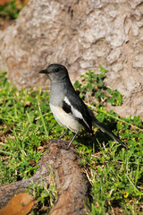 Fototapeta premium Oriental magpie robin