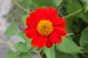 Red Flower