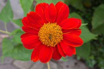 Red Flower