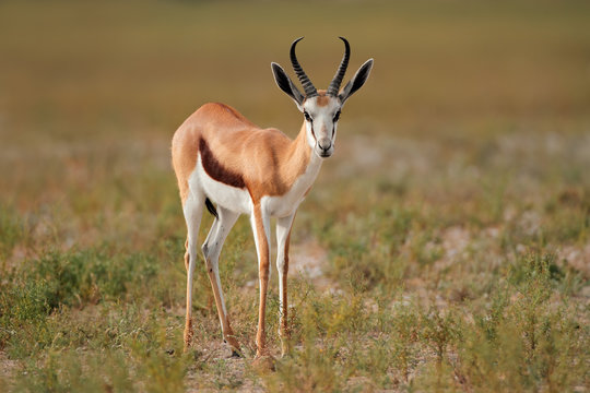Springbok antelope