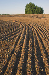 cultivated farm field landscape