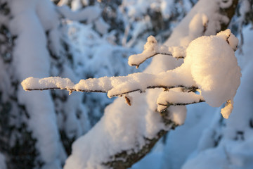 Tree branche with snow