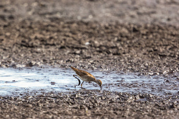 Wood Sandpiper