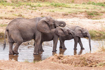 Fototapeta premium Elephants drinking water in the Tarangire River