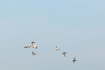 Flock with Gadwall flying