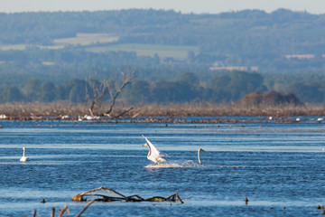 Whooper swan landing on the lake