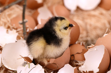 Little chicken in the nest.  Easter