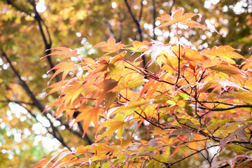 Maple leave in the early autumn of Japan