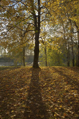 Autumn landscape in a park.
