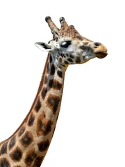 Papier Peint photo autocollant Girafe girafe isolé sur fond blanc