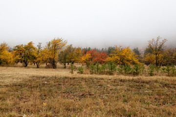 Fototapeta premium Fall trees