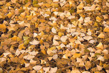 ginkgo leaf in the water