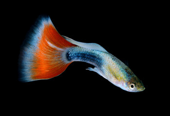 Beautiful Guppy Isolated on Black Background