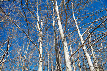 Fall in Kok Zhaylau.