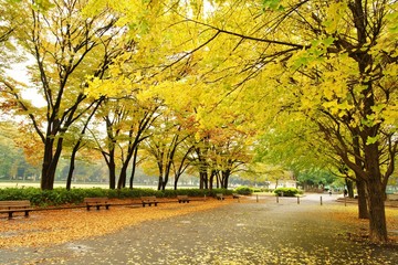秋の公園