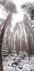 зимний лес в снегу © Dannataly