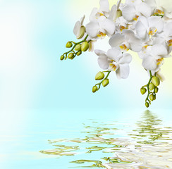 Beautiful white orchid