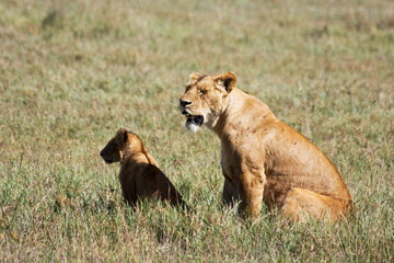 Lioness and Cub in Ngorongoro