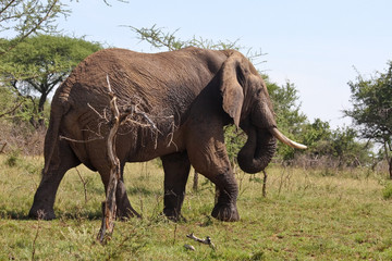 Wild African Elephant in Tanzania