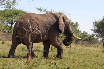 Fototapeta premium Wild African Elephant in Tanzania