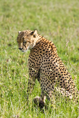 Sleepy Cheetah in the Savannah