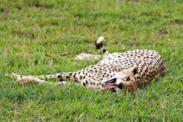 Cheetah Yawning