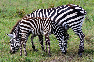 Fototapeta na wymiar Zebra and Foal Grazing