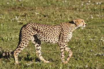 Stalking Cheetah in Serengeti