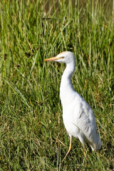 Little Egret in Tall Grass