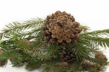 шишки © lewal2010