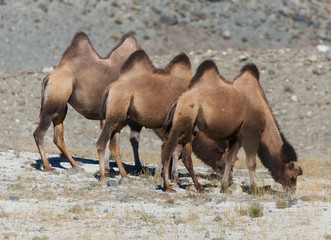 herd of Bactrian camels