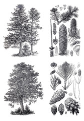 Silhouettes of a European pine and Siberian fir trees