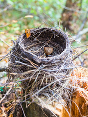 Nest in forest