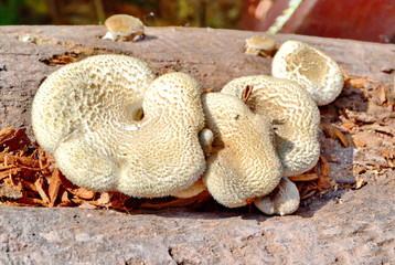Branched oyster mushrooms,