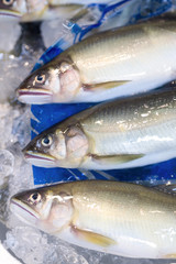 店頭に並ぶアユ