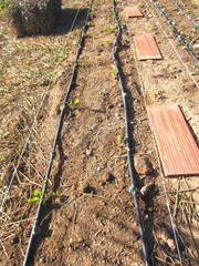 seedlings and drip irrigation system