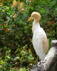 The cattle egret in the yellow summer plumage