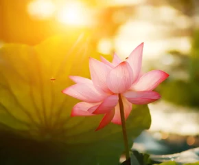 Selbstklebende Fototapete Lotus Blume Lotusblüte