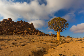 Quiver Tree in Richtersveld