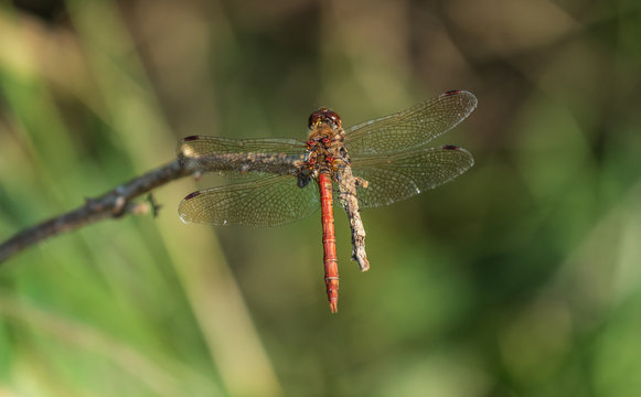 common darter dragonfly at rest on a twig, Sympetrum striolatum
