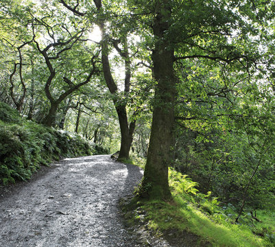 Footpath In Relict Forest After Rain.