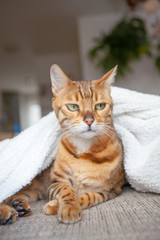 Bengalkatze Hauskatze liegend auf der Couch