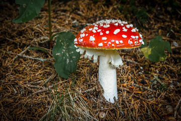 Fly Agaric in the forest (Fliegenpilz)