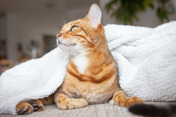 Bengalkatze Hauskatze liegend auf der Couch