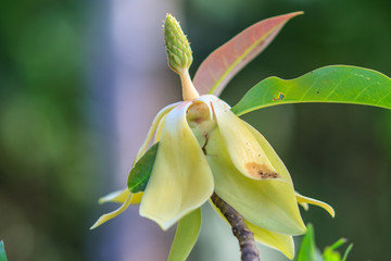 Naklejka na ściany i meble Magnolia utilis flower