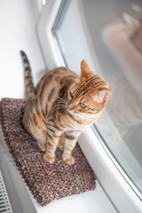 Bengalkatze Hauskatze sitzt auf der Fensterbank