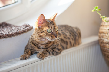 Bengalkatze Hauskatze auf der Heizung